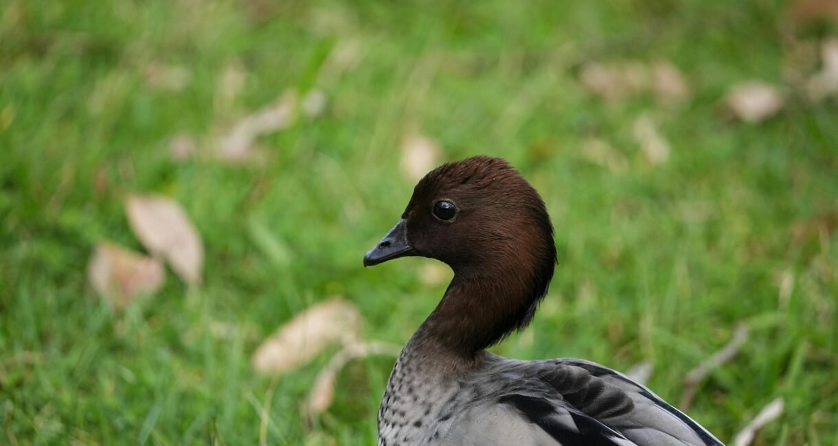 A detailed image of a duck resting on the grass, showcasing its elegant features.