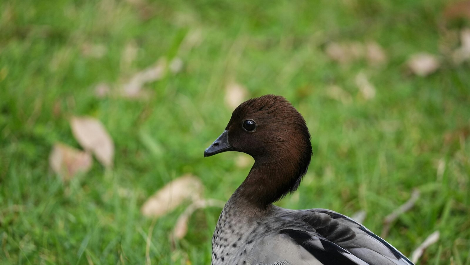 A detailed image of a duck resting on the grass, showcasing its elegant features.